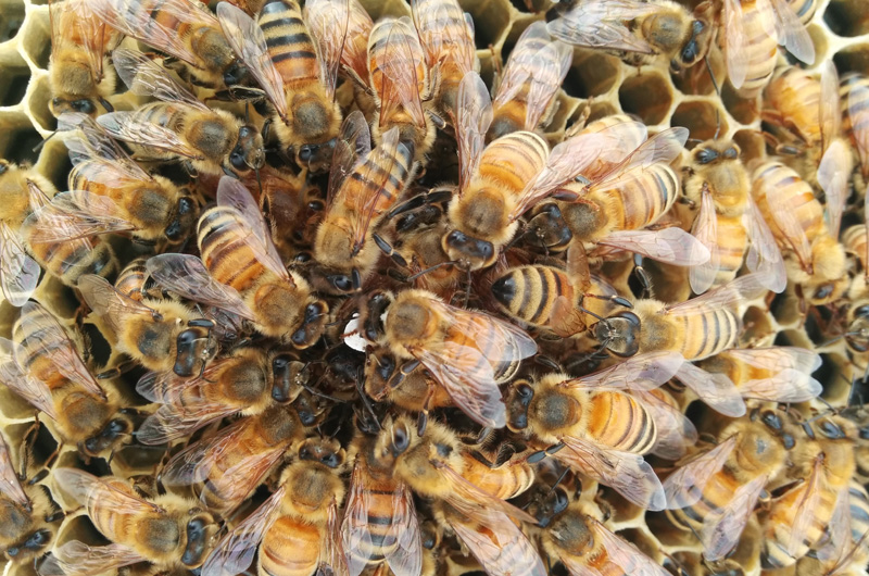 Close up image of bee cluster. Photo by Liz Dory.